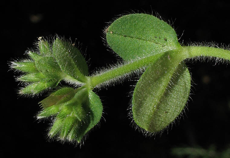 Detailed Picture 4 of Cerastium glomeratum