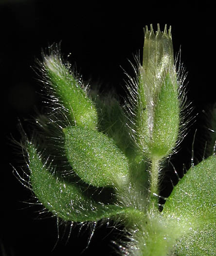 Detailed Picture 5 of Cerastium glomeratum