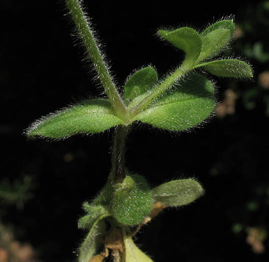 Detailed Picture 6 of Cerastium glomeratum