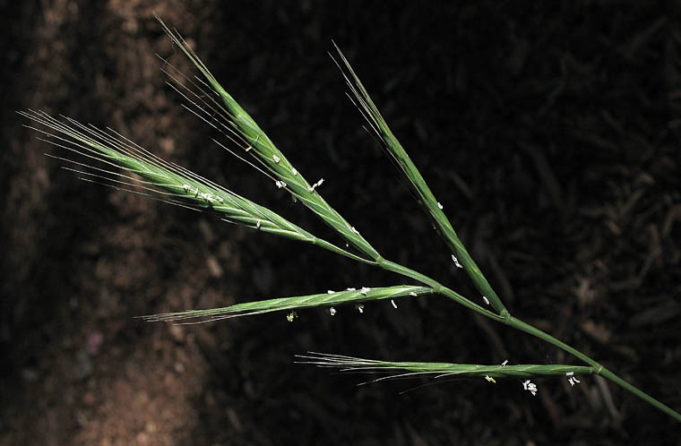 Detailed Picture 2 of Brachypodium distachyon