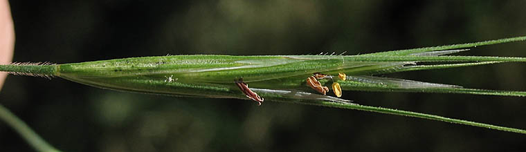 Detailed Picture 1 of Bromus diandrus