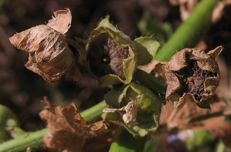 Detailed Picture 5 of Malva nicaeensis