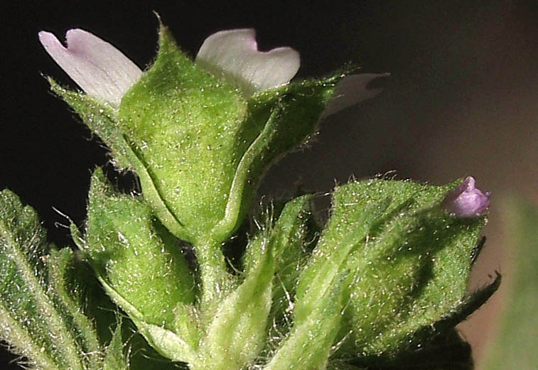 Detailed Picture 2 of Malva parviflora