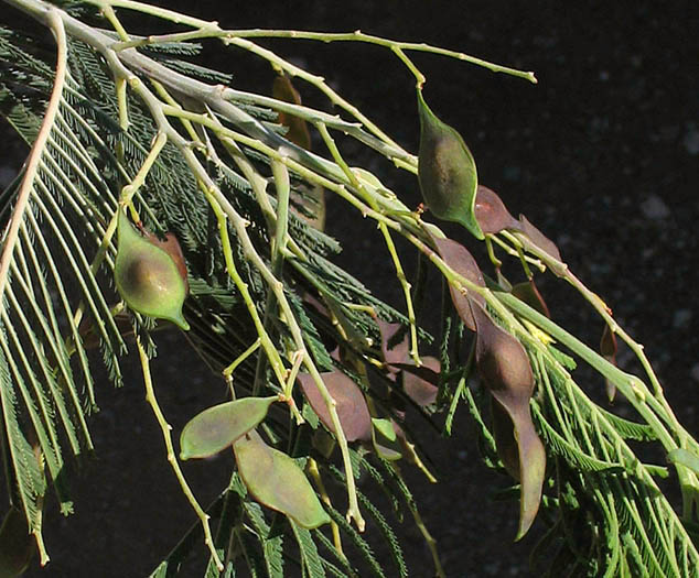 Detailed Picture 8 of Acacia dealbata