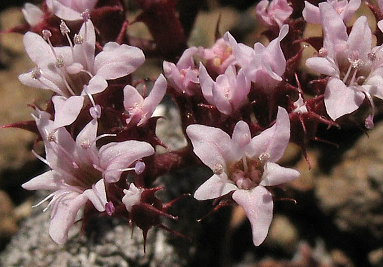 Detailed Picture 1 of Chorizanthe staticoides