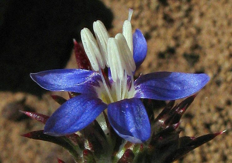 Detailed Picture 2 of Eriastrum sapphirinum