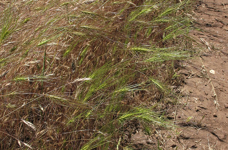 Detailed Picture 9 of Elymus caput-medusae