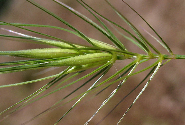 Detailed Picture 3 of Elymus caput-medusae