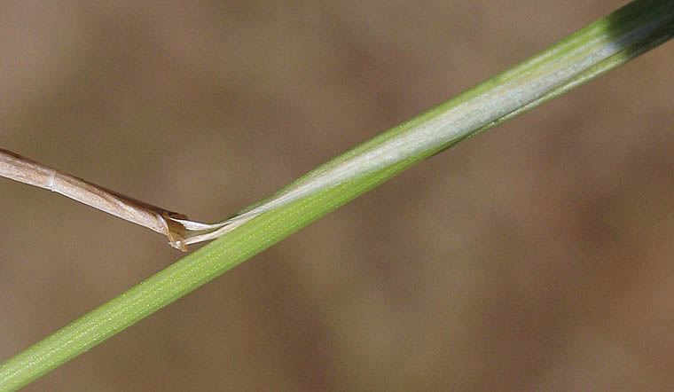 Detailed Picture 7 of Elymus caput-medusae