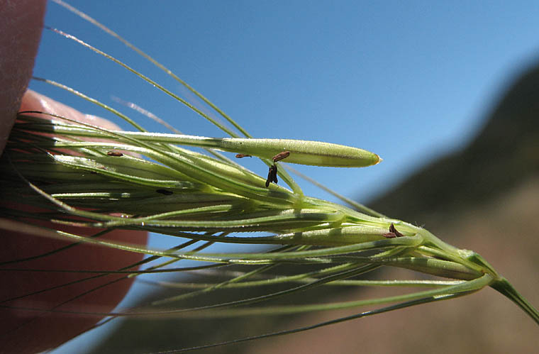 Detailed Picture 4 of Elymus caput-medusae