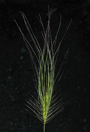 Detailed Picture 1 of Elymus caput-medusae