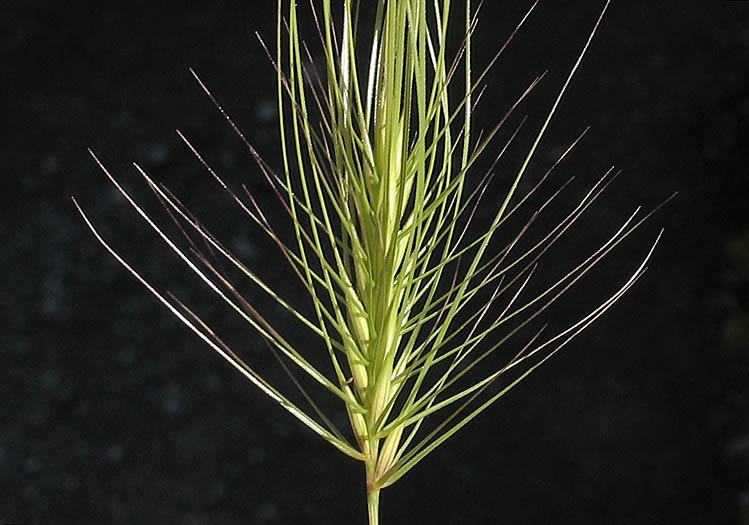 Detailed Picture 2 of Elymus caput-medusae