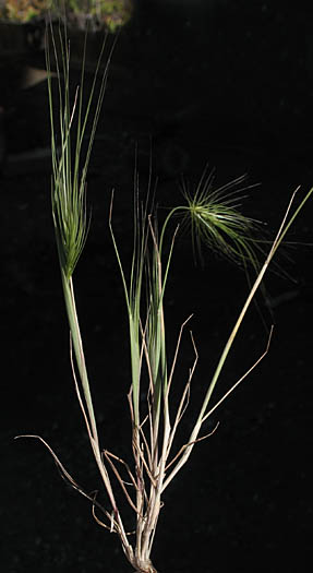 Detailed Picture 5 of Elymus caput-medusae