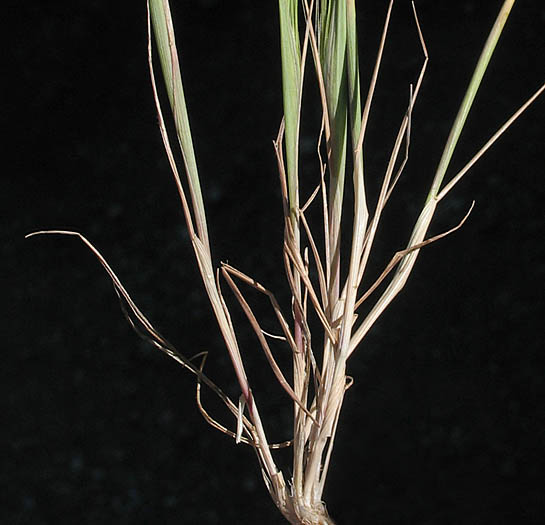 Detailed Picture 6 of Elymus caput-medusae