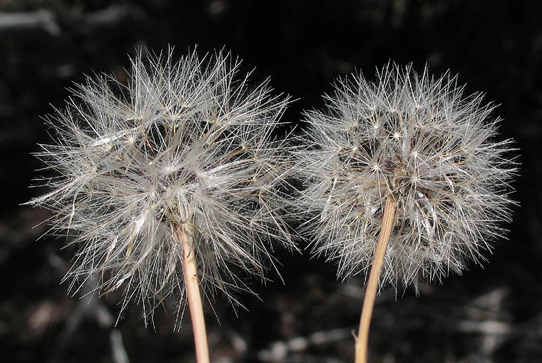 Detailed Picture 6 of Hypochaeris glabra