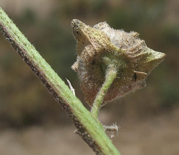 Detailed Picture 6 of Malva pseudolavatera