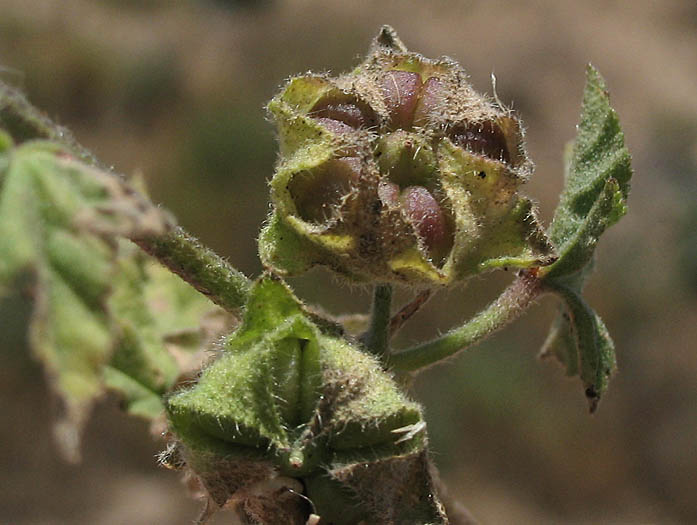 Detailed Picture 5 of Malva pseudolavatera