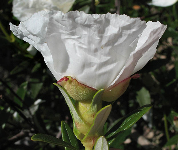 Detailed Picture 2 of Cistus ladanifer