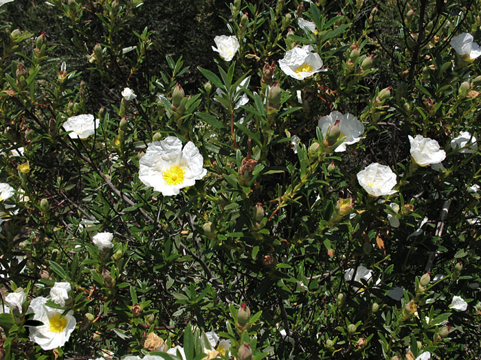 Detailed Picture 5 of Cistus ladanifer