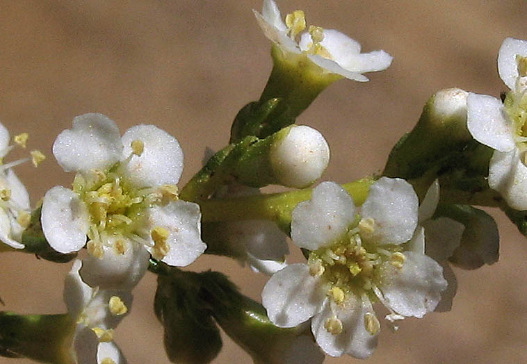 Detailed Picture 1 of Adenostoma fasciculatum var. fasciculatum