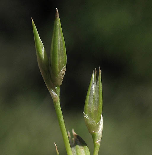 Detailed Picture 4 of Juncus bufonius var. bufonius