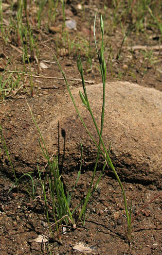 Detailed Picture 6 of Juncus bufonius var. bufonius