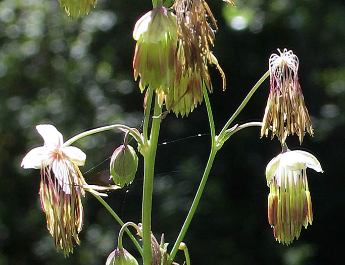 Detailed Picture 2 of Thalictrum fendleri var. fendleri