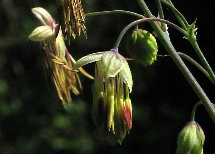 Detailed Picture 1 of Thalictrum fendleri var. fendleri