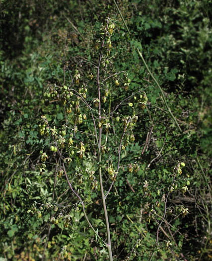 Detailed Picture 3 of Thalictrum fendleri var. fendleri