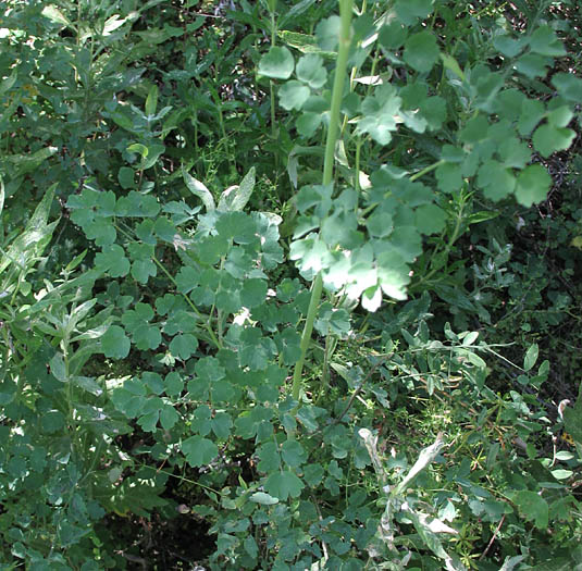 Detailed Picture 6 of Thalictrum fendleri var. fendleri