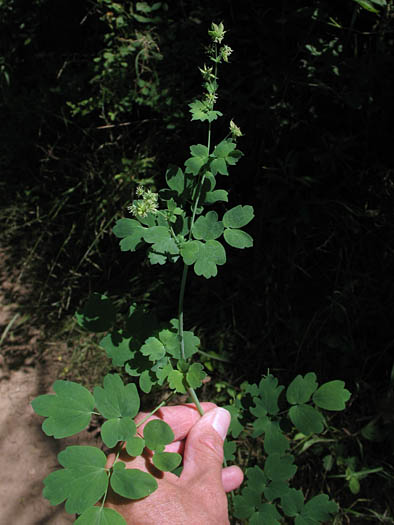 Detailed Picture 5 of Thalictrum fendleri var. fendleri