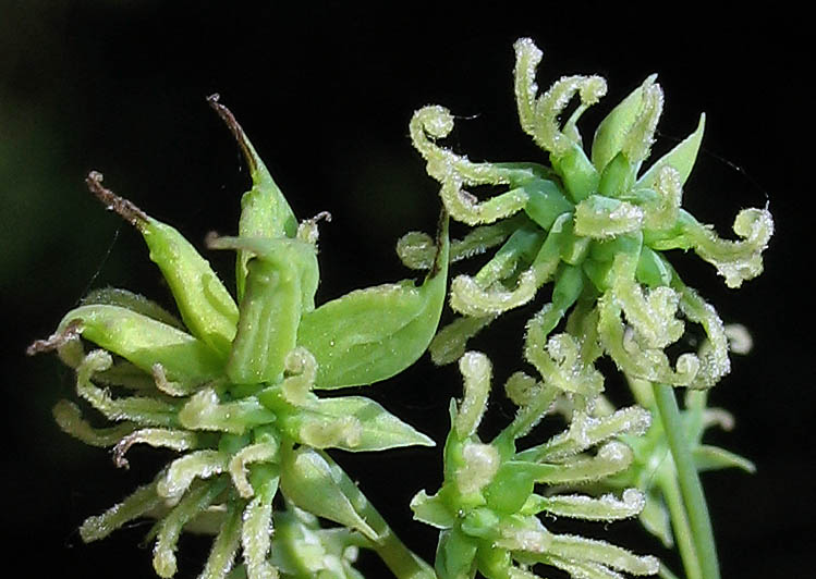 Detailed Picture 4 of Thalictrum fendleri var. fendleri