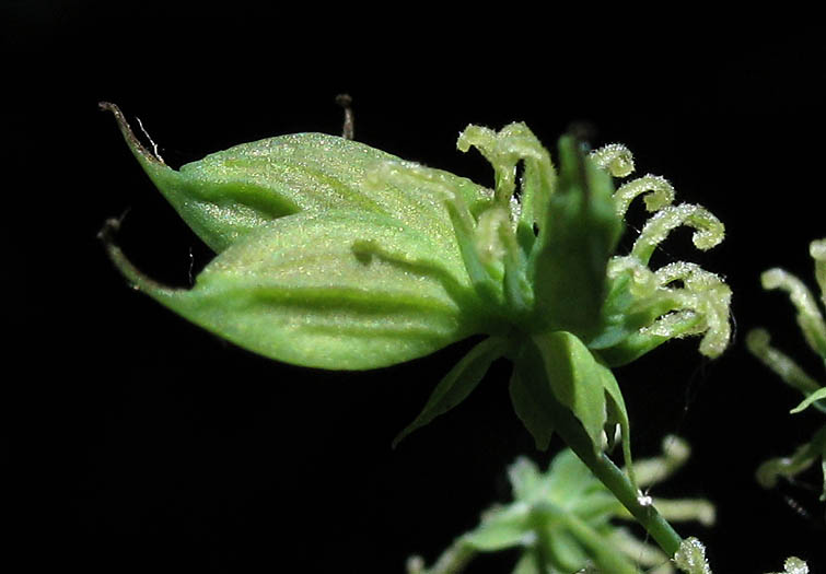 Detailed Picture 8 of Thalictrum fendleri var. fendleri