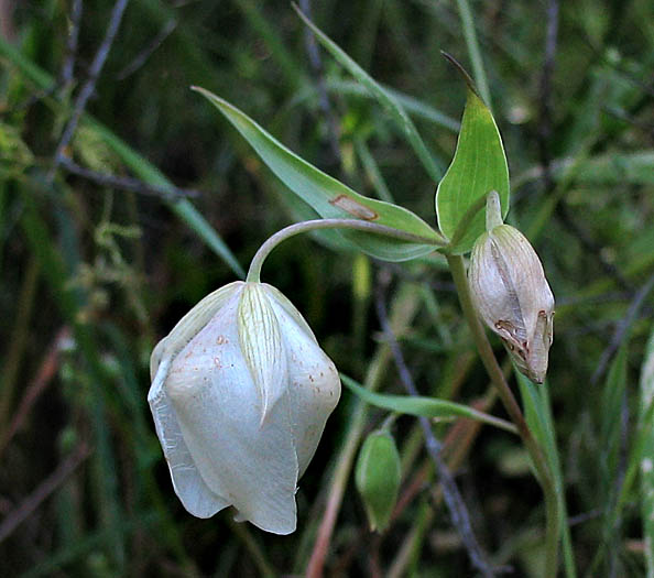 Detailed Picture 1 of Calochortus albus