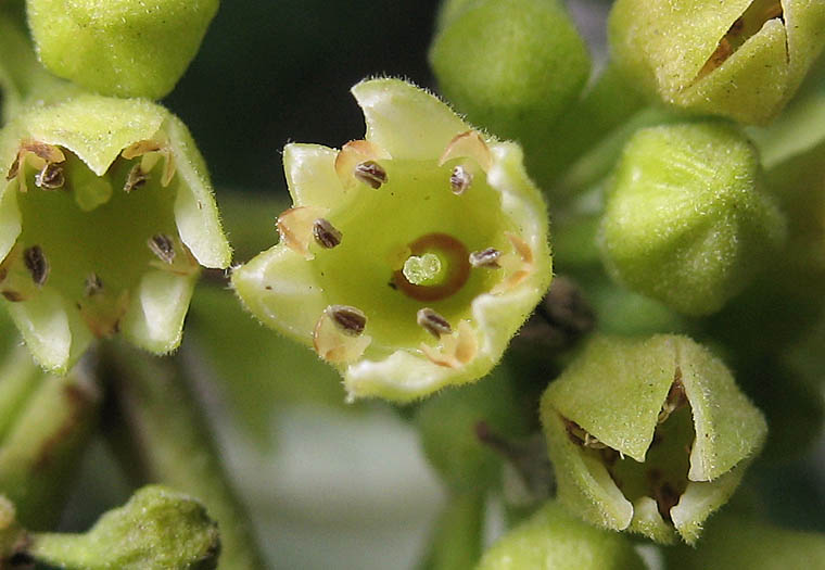 Detailed Picture 1 of Frangula californica ssp. californica