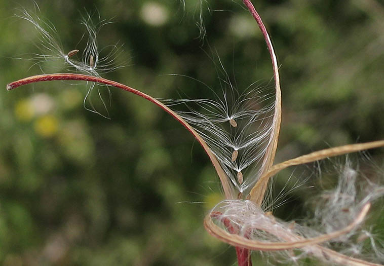 Detailed Picture 6 of Epilobium ciliatum ssp. ciliatum