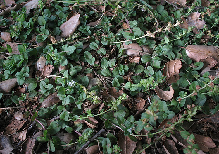 Detailed Picture 6 of Veronica serpyllifolia ssp. serpyllifolia