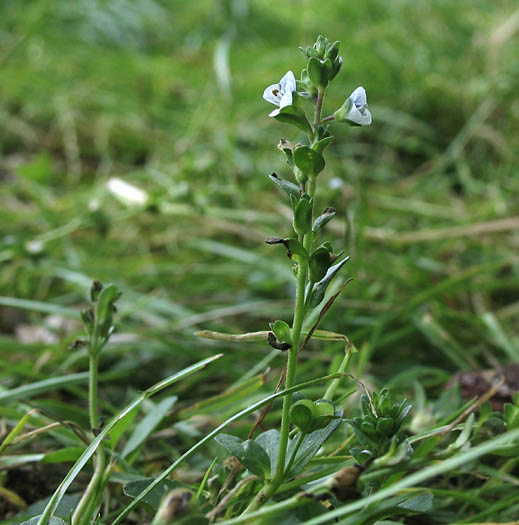 Detailed Picture 4 of Veronica serpyllifolia ssp. serpyllifolia