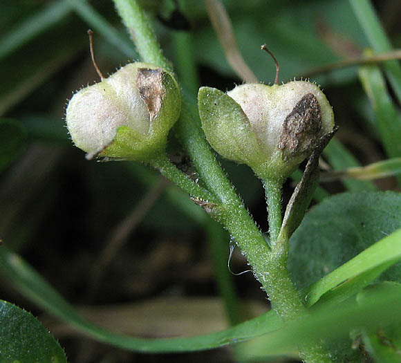 Detailed Picture 7 of Veronica serpyllifolia ssp. serpyllifolia