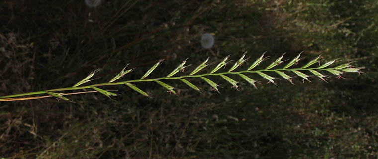 Detailed Picture 1 of Festuca perennis