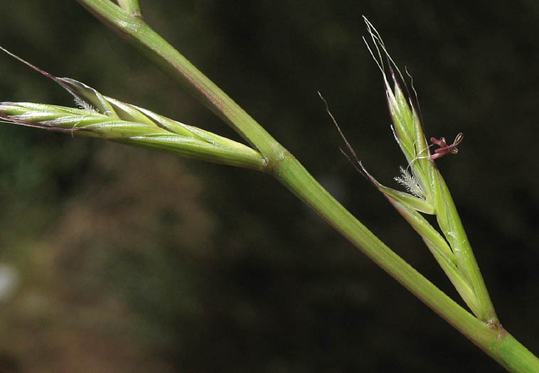 Detailed Picture 4 of Festuca perennis