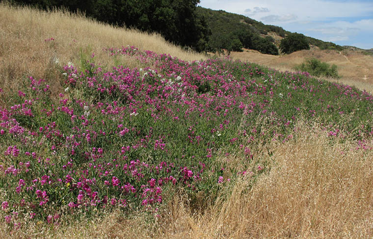 Detailed Picture 3 of Lathyrus latifolius