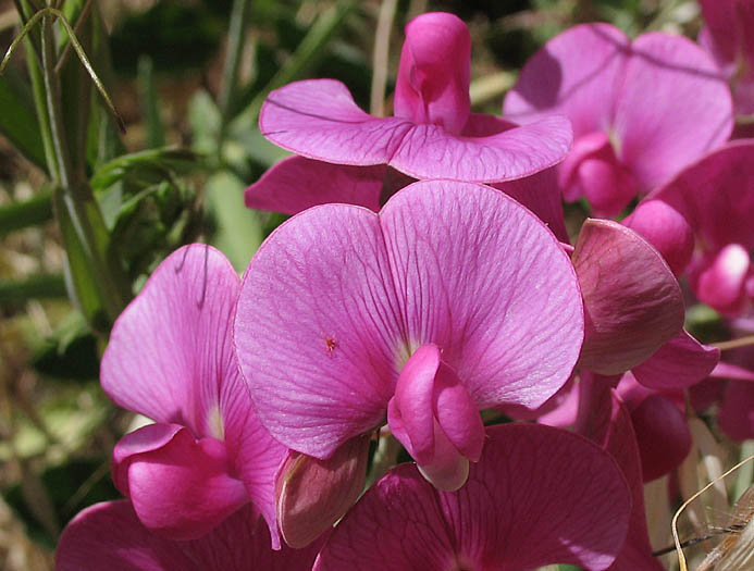 Detailed Picture 1 of Lathyrus latifolius