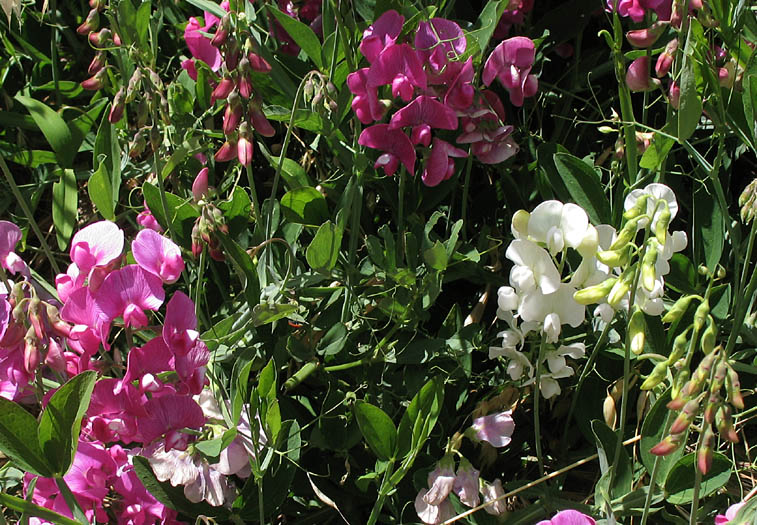 Detailed Picture 2 of Lathyrus latifolius