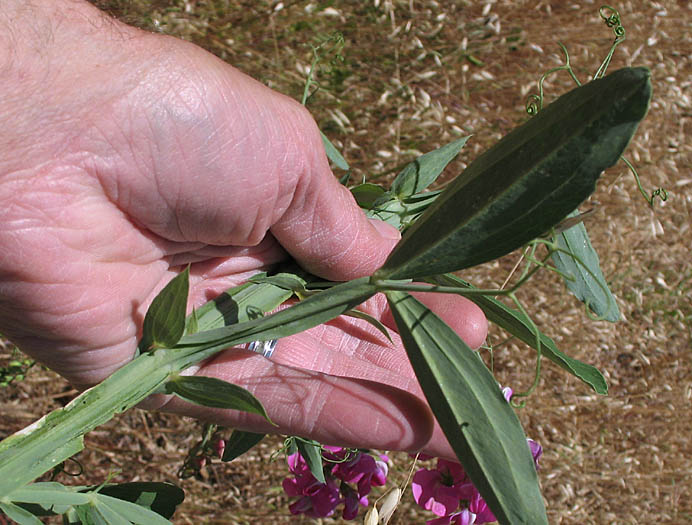 Detailed Picture 5 of Lathyrus latifolius