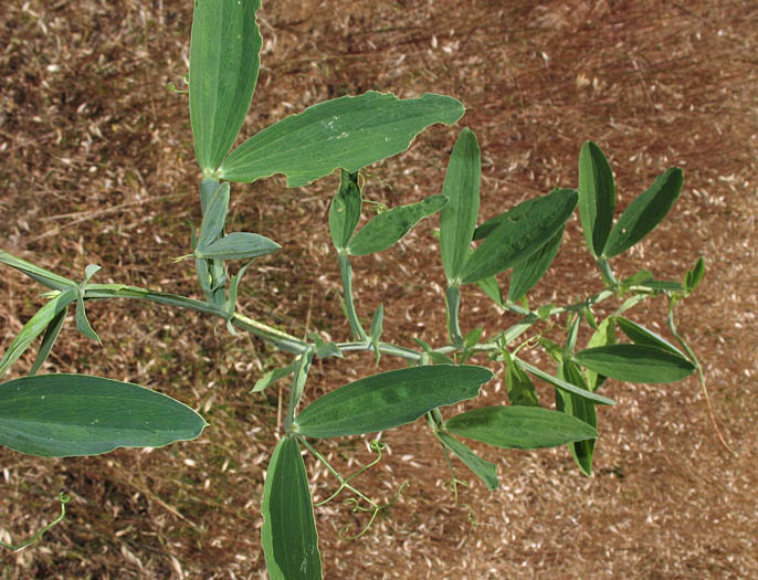 Detailed Picture 4 of Lathyrus latifolius