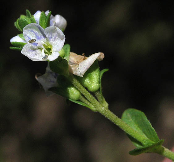 Detailed Picture 2 of Veronica serpyllifolia ssp. serpyllifolia