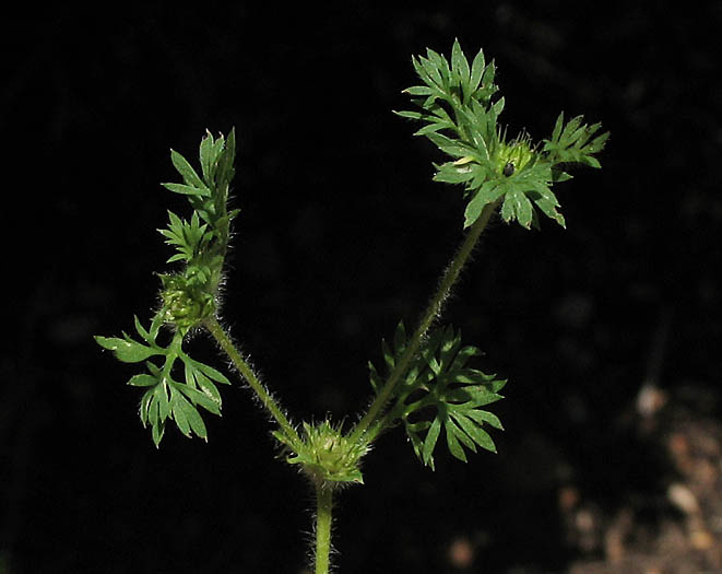 Detailed Picture 5 of Soliva sessilis