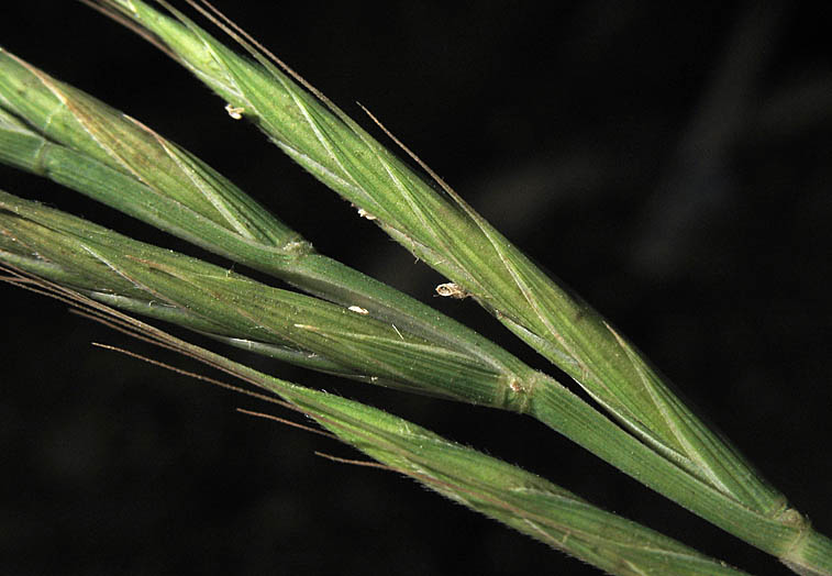 Detailed Picture 1 of Brachypodium distachyon