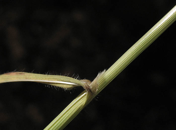 Detailed Picture 7 of Brachypodium distachyon